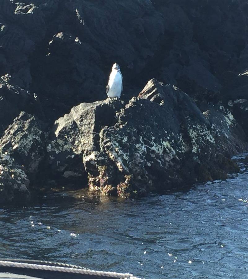 Punta Moreno Cruise Port