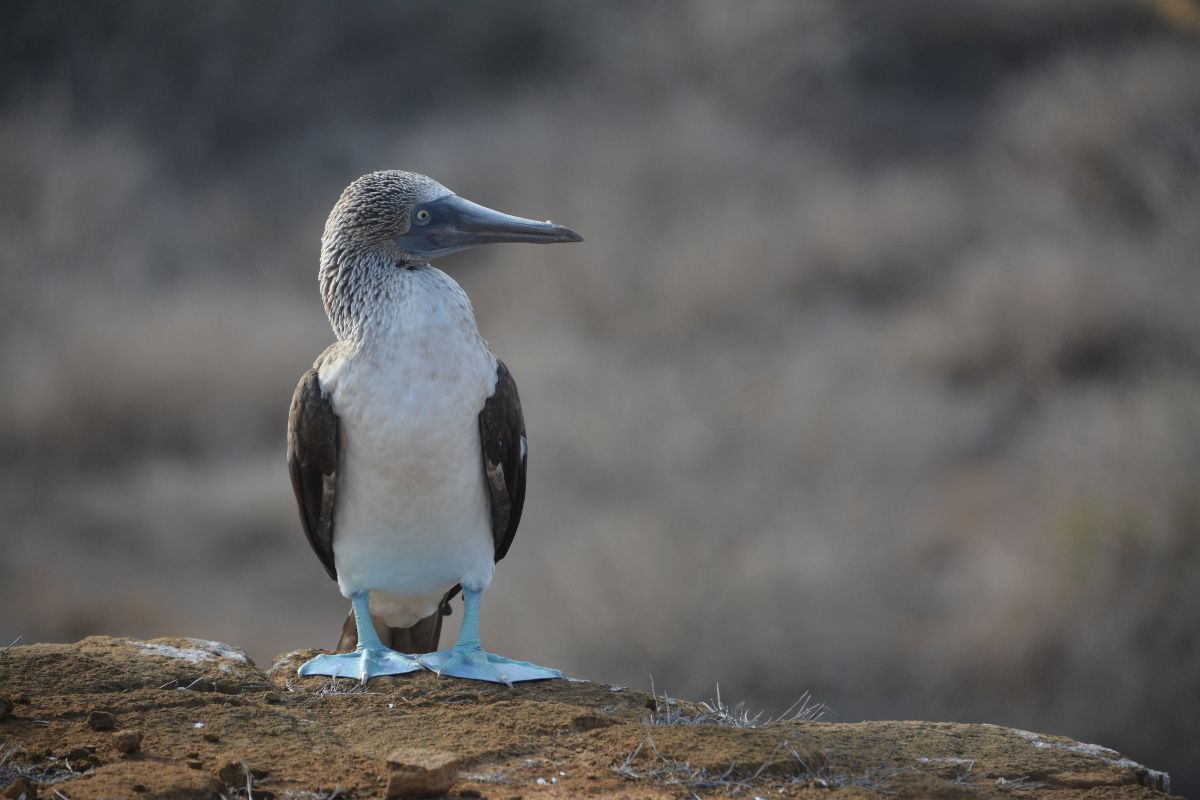 Punta Pitt, San Cristobal, Galapagos