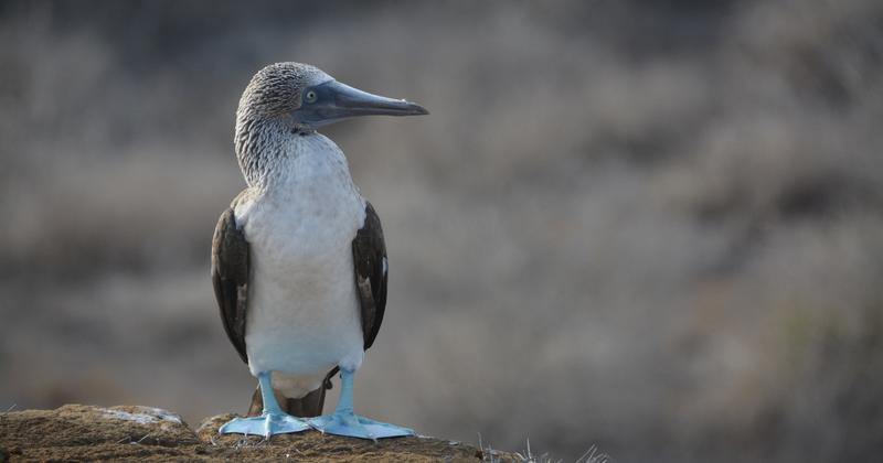 Punta Pitt, San Cristobal, Galapagos