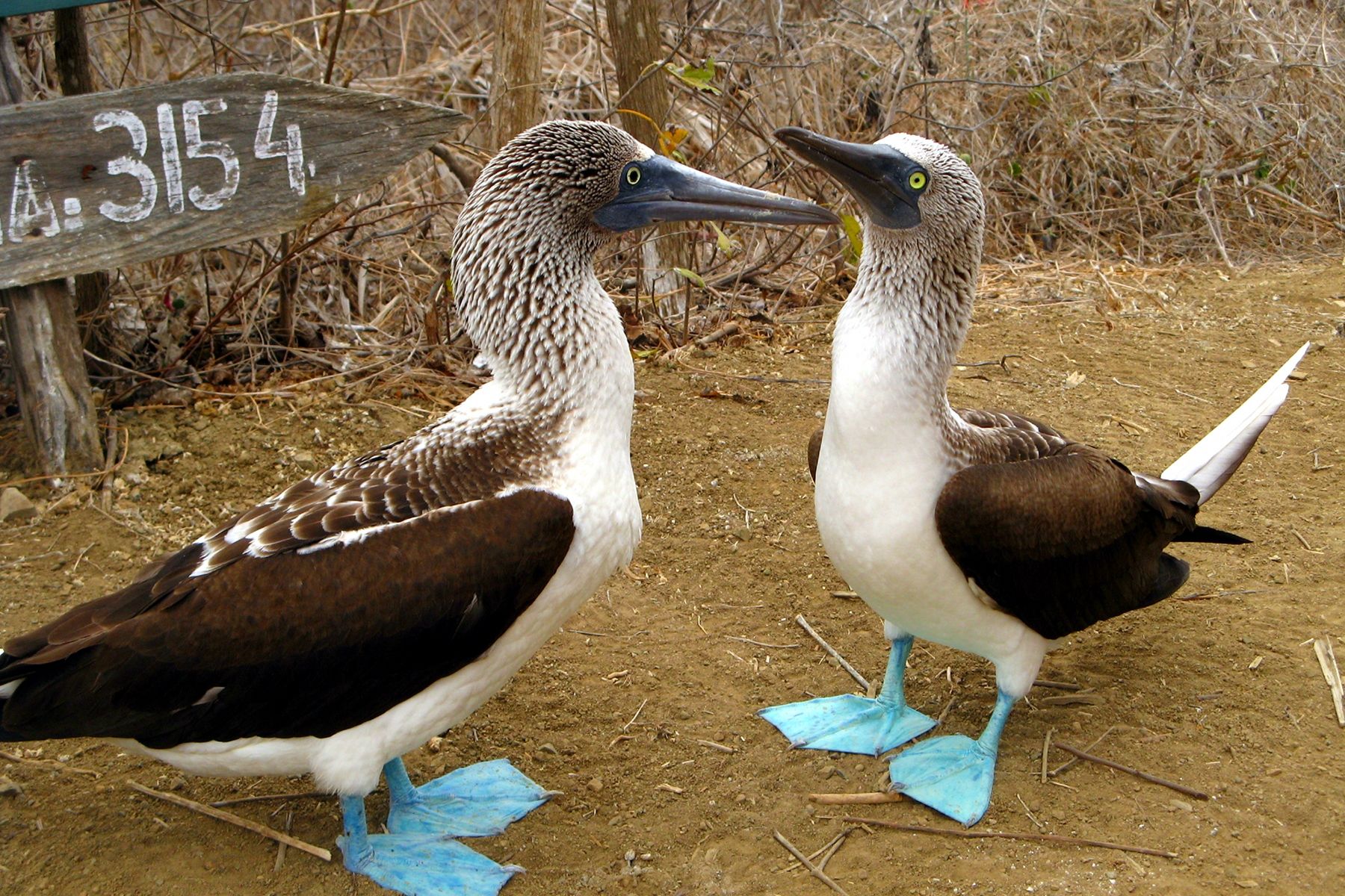 Rabida, Galapagos Cruise Port - overhead view of the Rabida itinerary stop located in the Galapagos cruising region