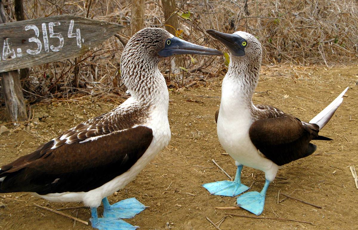 Rabida, Galapagos cruise port