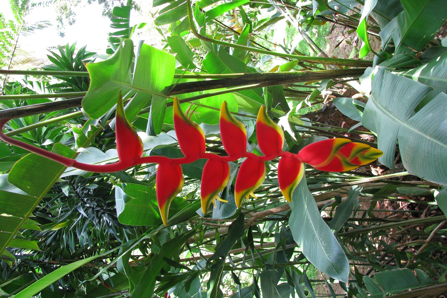 Samana, Dominican Republic