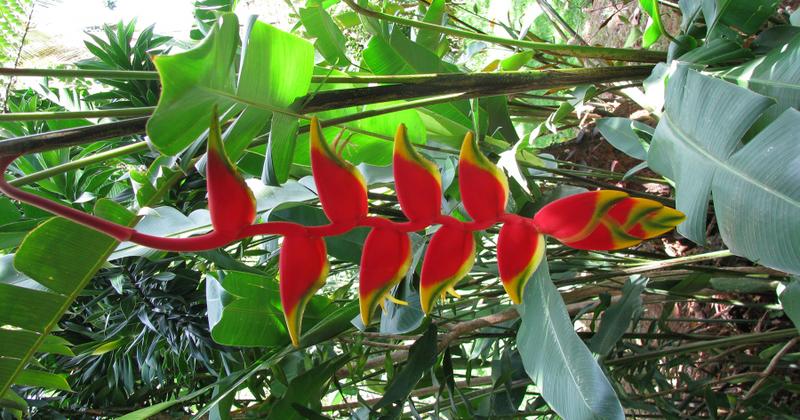 Samana, Dominican Republic