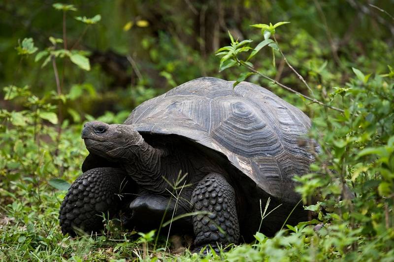 Santa Cruz De La Palma, Canary Islands Cruise Port - overhead view of the Santa Cruz itinerary stop located in the Europe - Western Europe cruising region