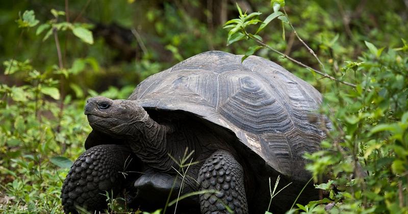 Santa Cruz De La Palma, Canary Islands