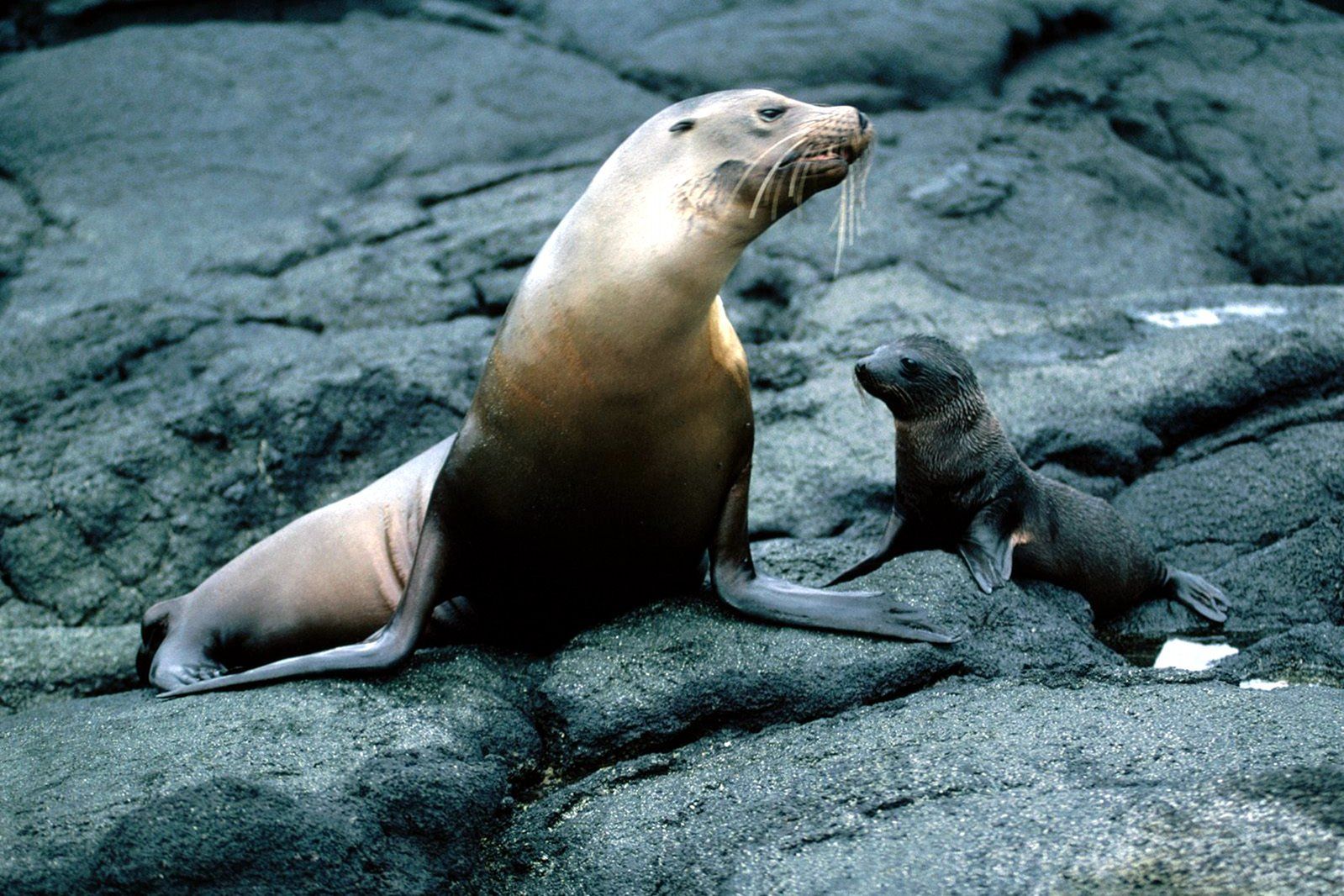 Sullivan Bay, Santiago, Galapagos Image 1