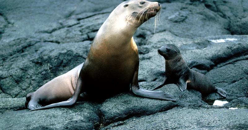 Sullivan Bay, Santiago, Galapagos