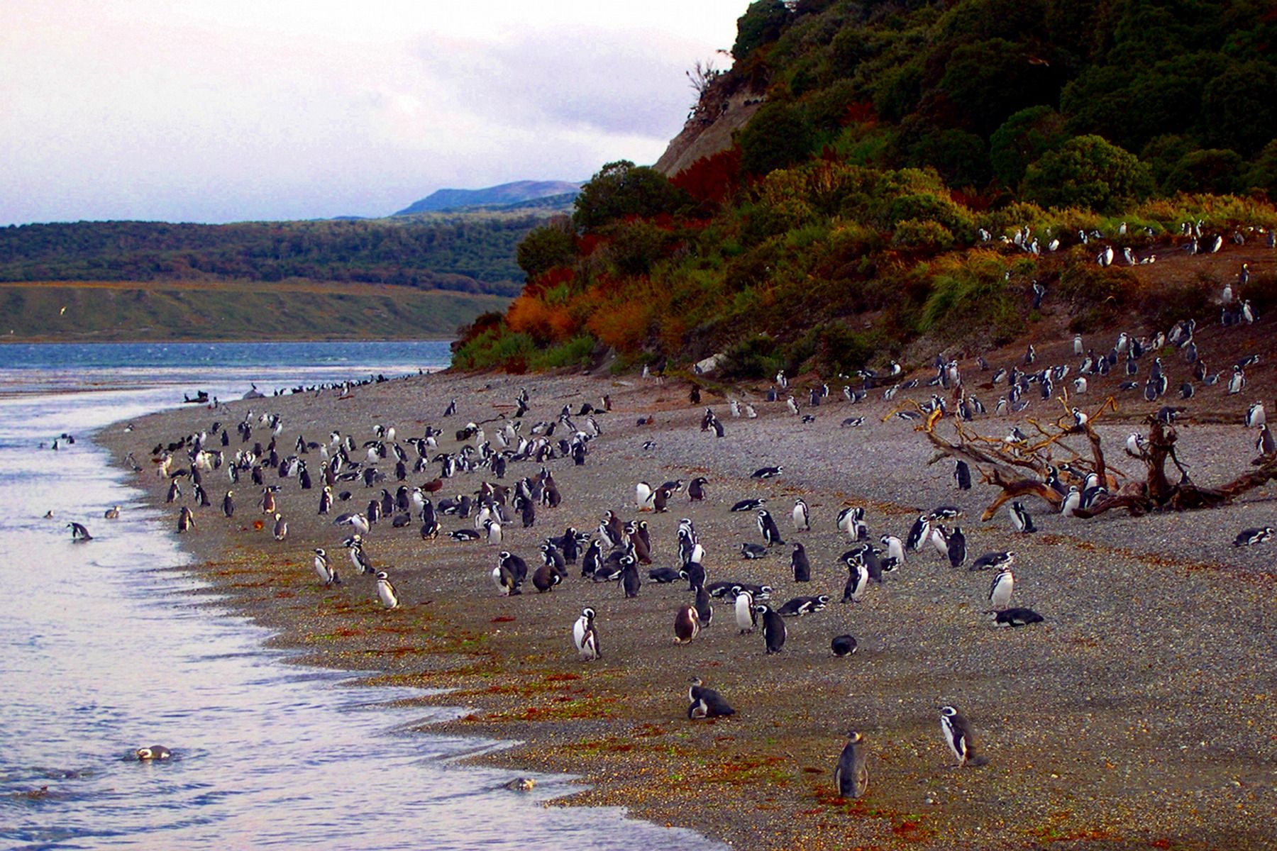 Ushuaia, Tierra Del Fuego, Argentina