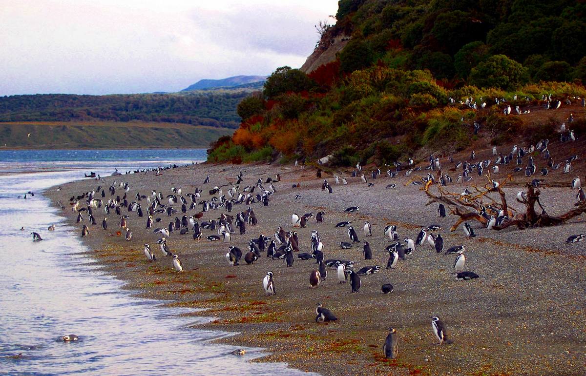 Ushuaia, Tierra Del Fuego, Argentina cruise port