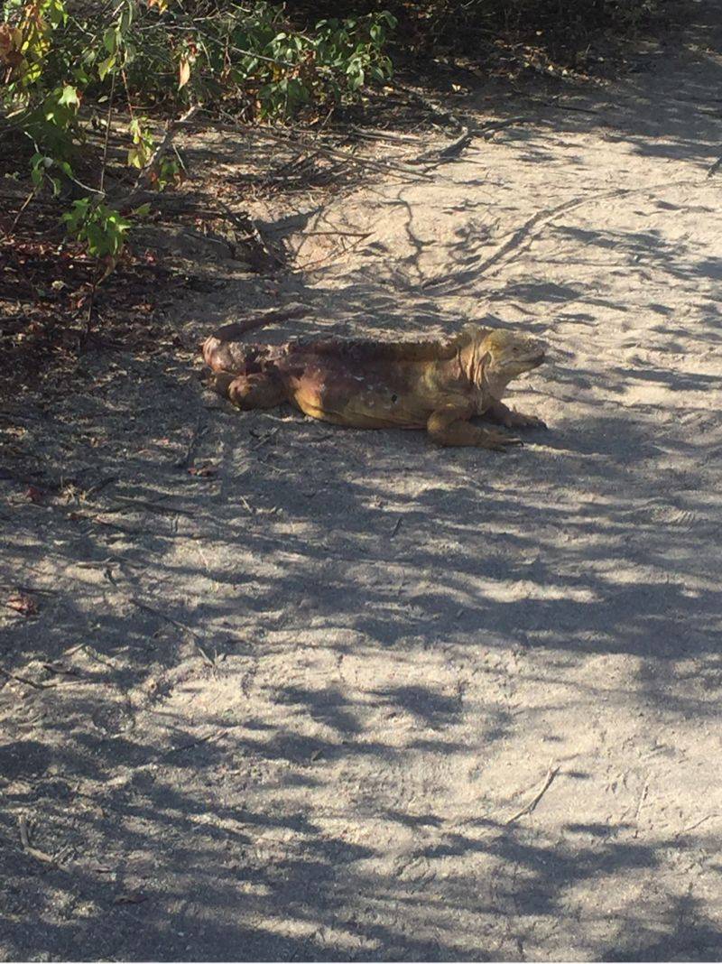 Urbina Bay, Isabela, Galapagos Image 1