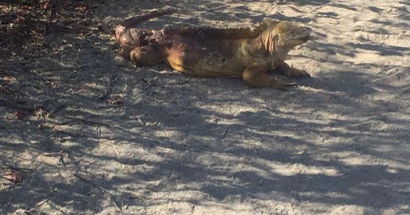 Urbina Bay, Isabela, Galapagos