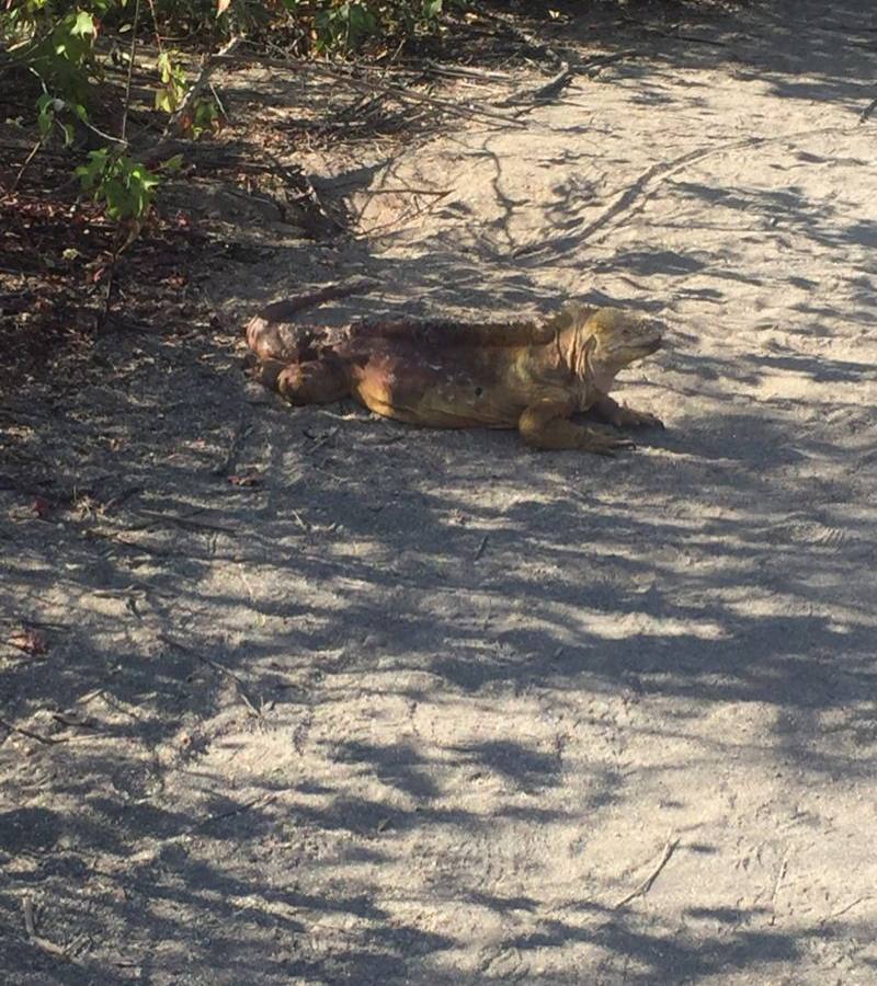 Urbina Bay Cruise Port