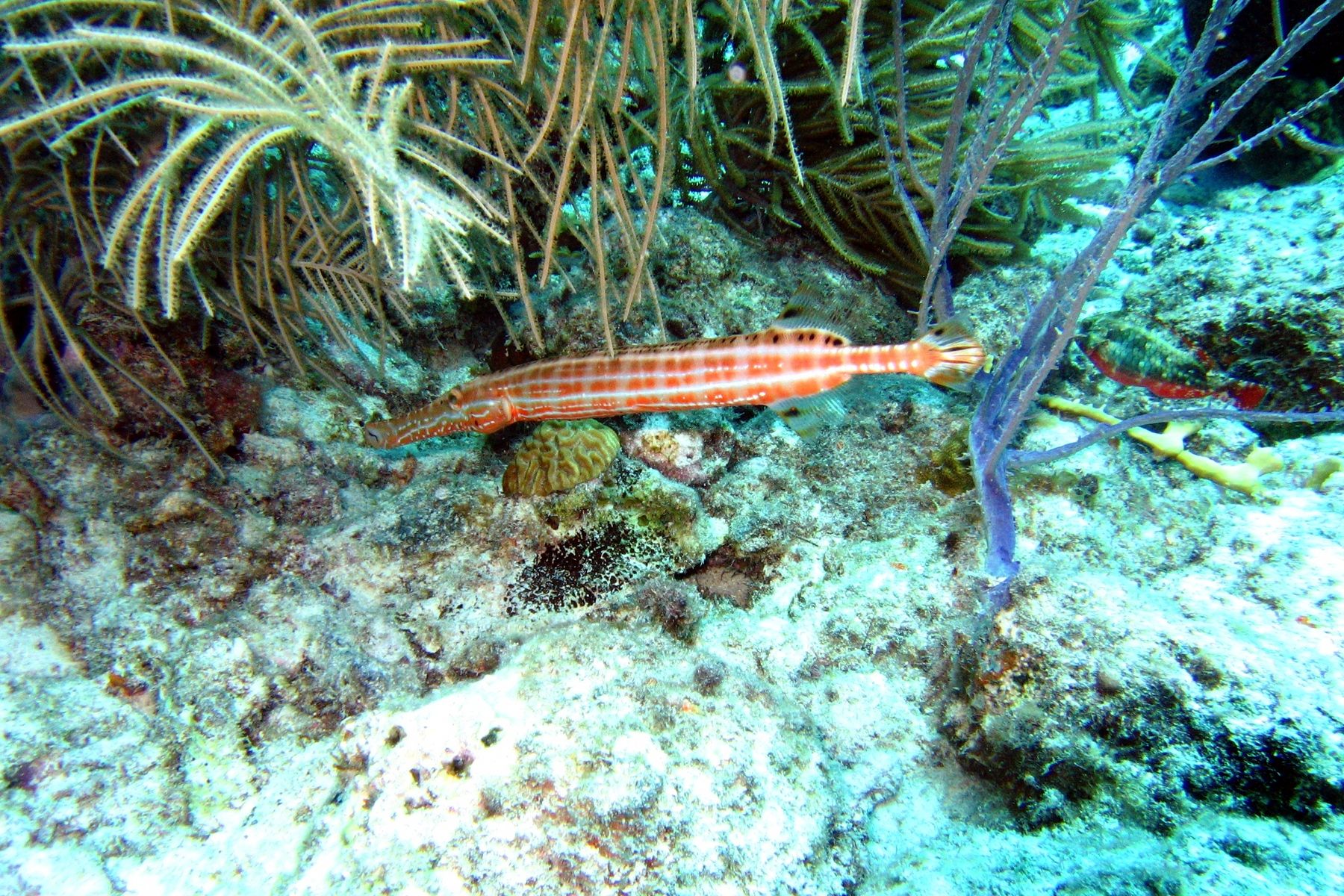 Willemstad, Netherlands Image 1