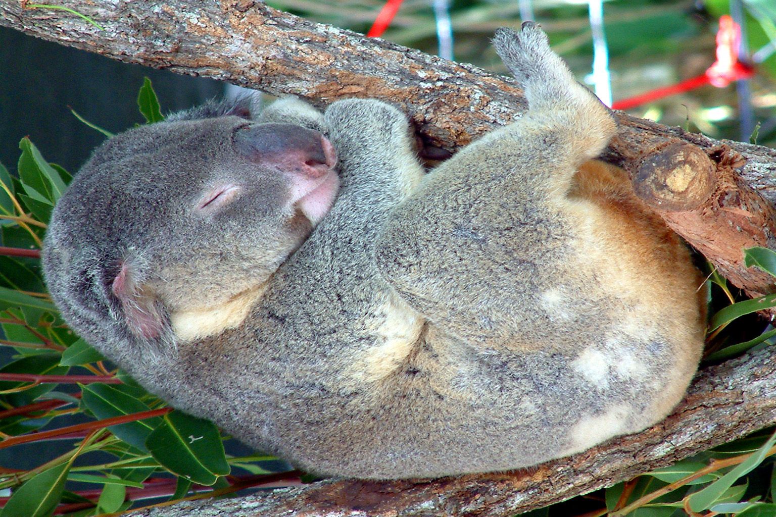Yorkey's Knob (cairns), Australia