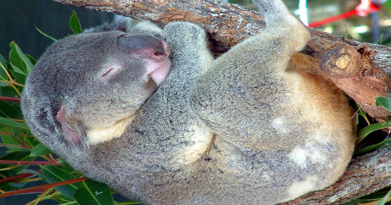 Yorkey's Knob (cairns), Australia