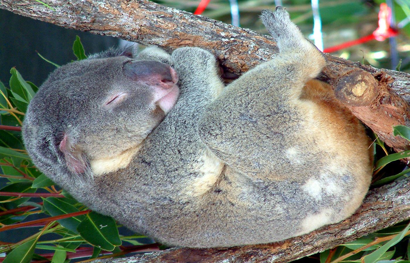 Yorkey's Knob Cruise Port