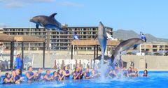 Dolphin Pool