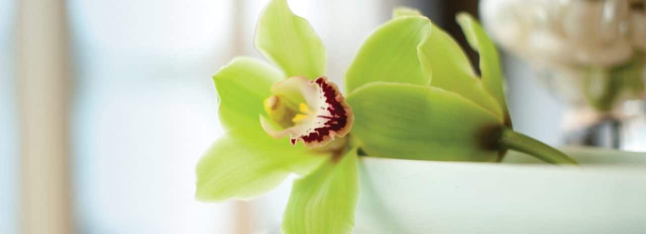 Greenhouse Spa Salon on the MS Zaandam