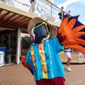 Parrot Photos